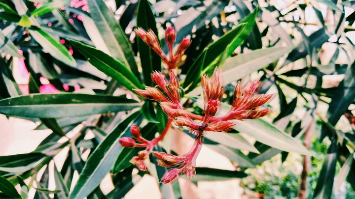 in my garden