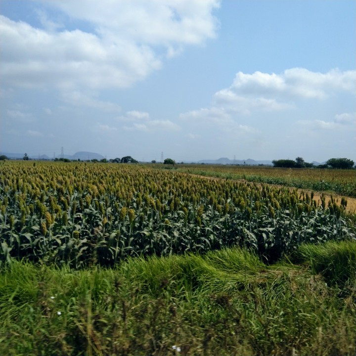 Green Field