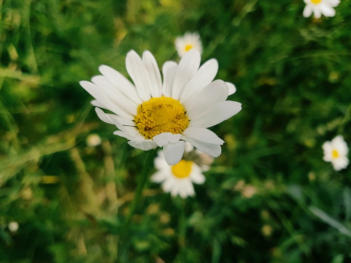 macro photography