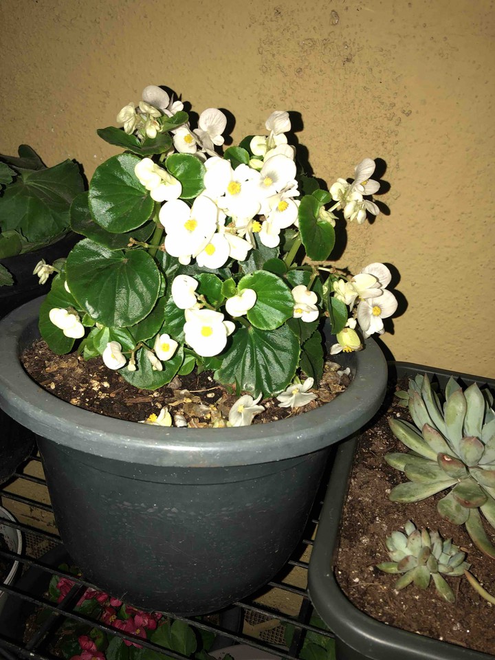 blanquita
