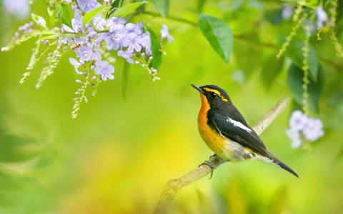 sfondi pollinator, songbird