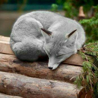 Grey fox