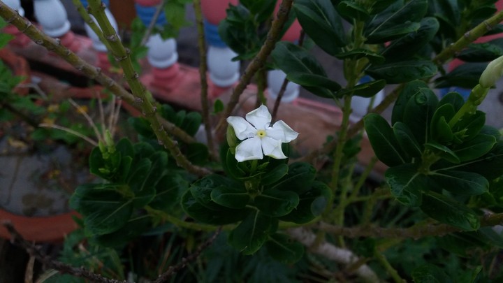 nature