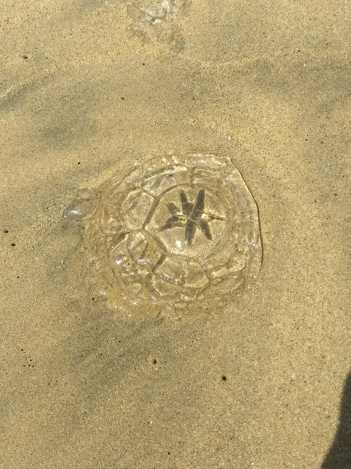 Medusa