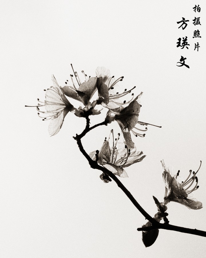 Azalea