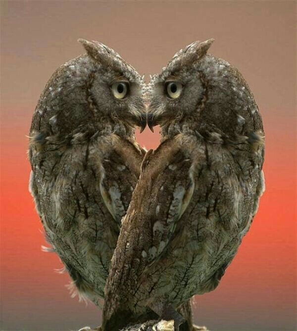 owl