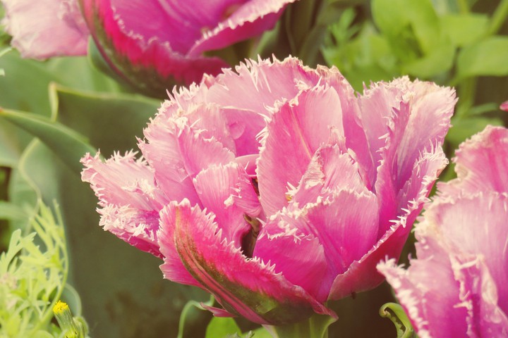 flower