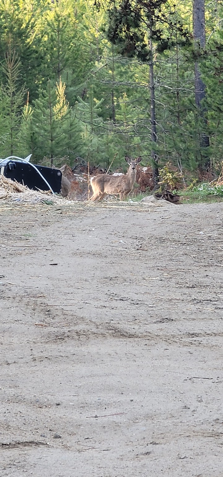 Deer