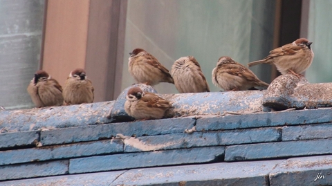 songbird, sparrow achtergronden