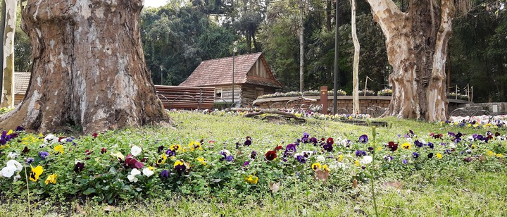 Nature and house