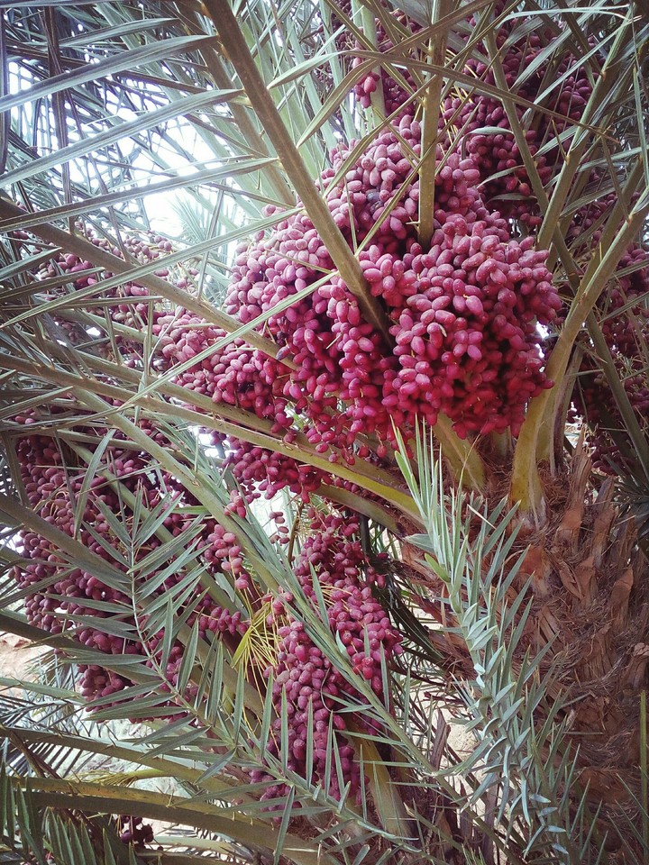 des dates de Zagora