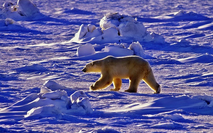 Awesome Colors and Beautiful Icebear