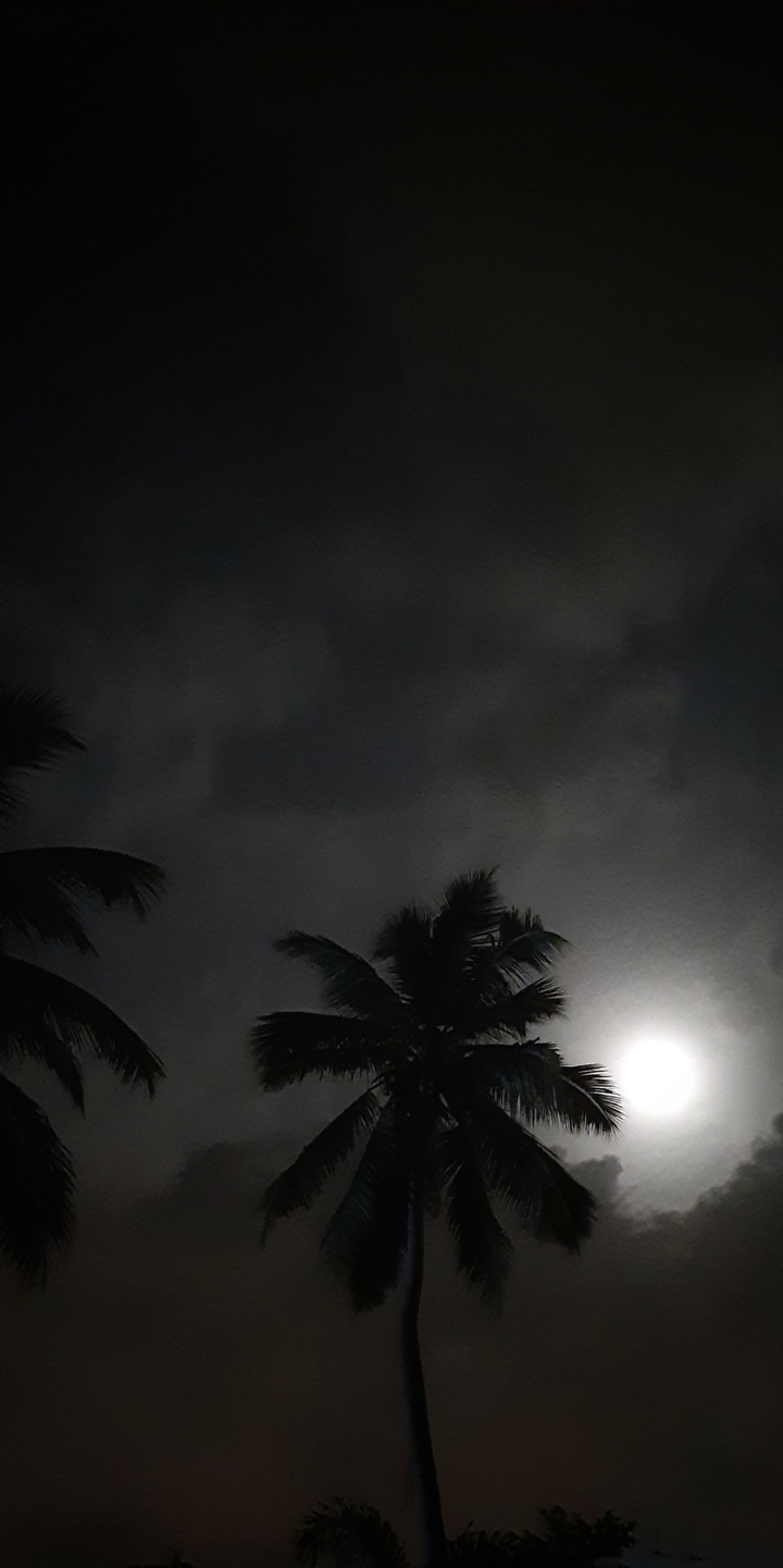 The Night