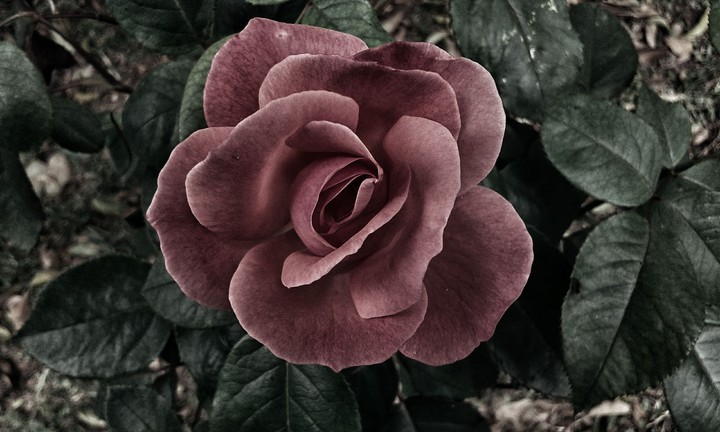 Black and White in sepia