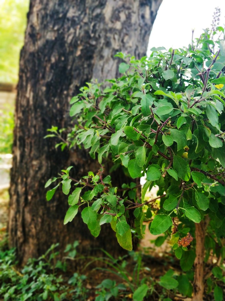 nature green