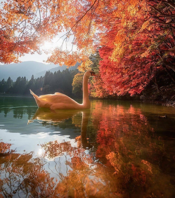 ? ördek