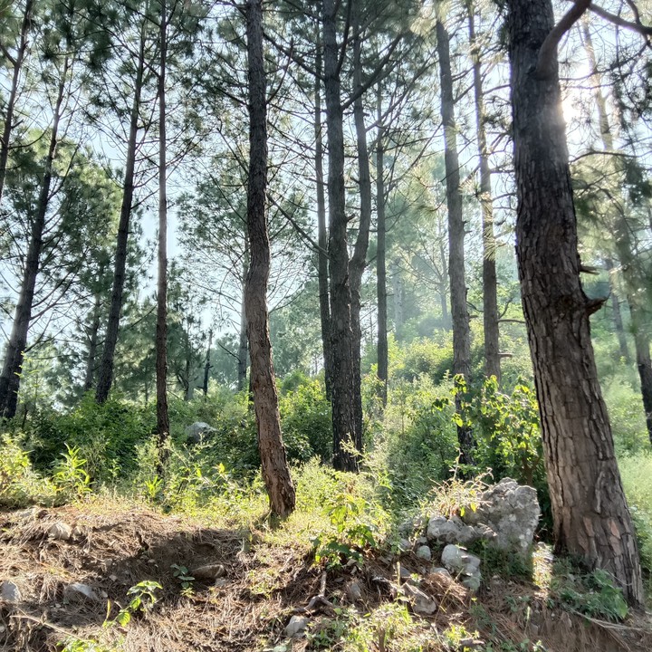 sunlight passing through pine trees