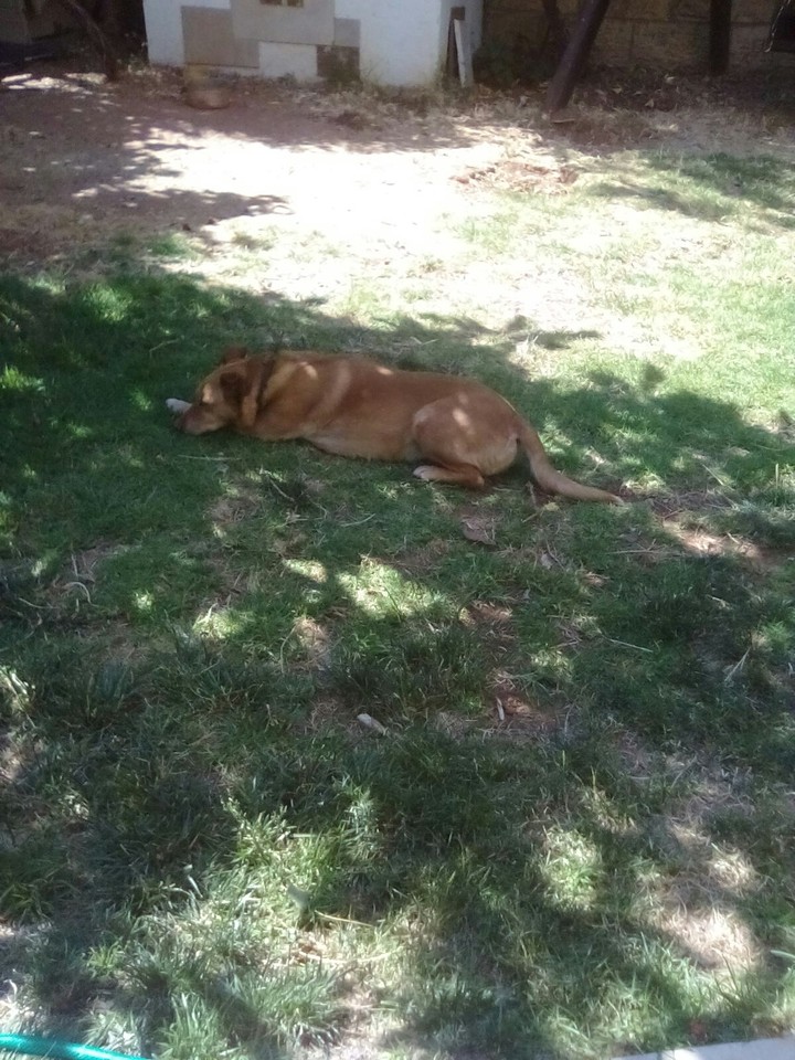 dog
