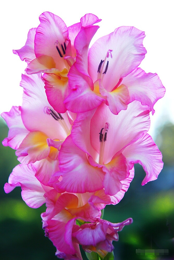 gladiolus