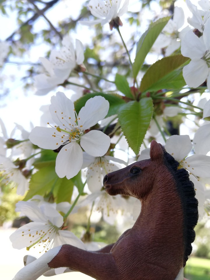 Mmm...the smell of flowers...
