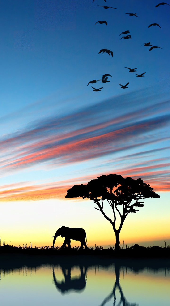 hình nền wildlife, dusk
