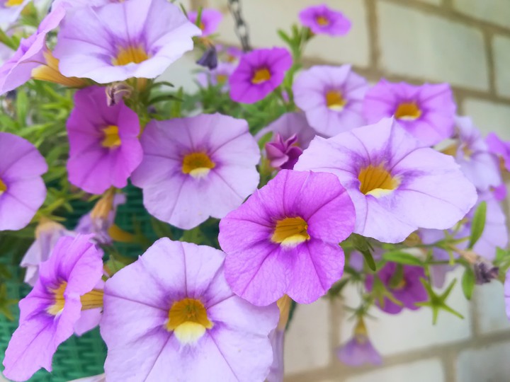 Petunia
