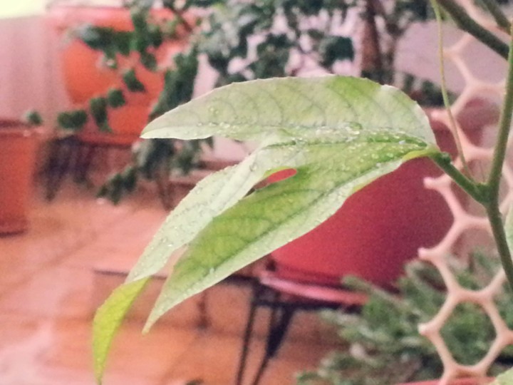 dew drops