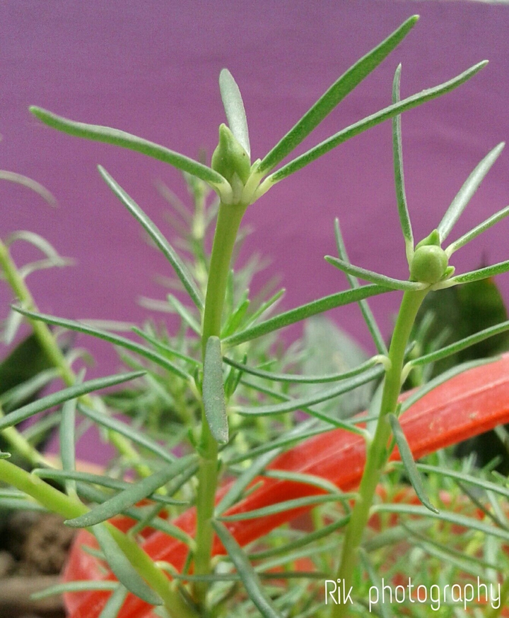 plant
