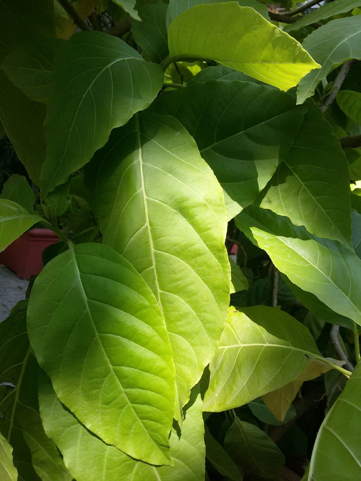 Sunshine  on Leaf.