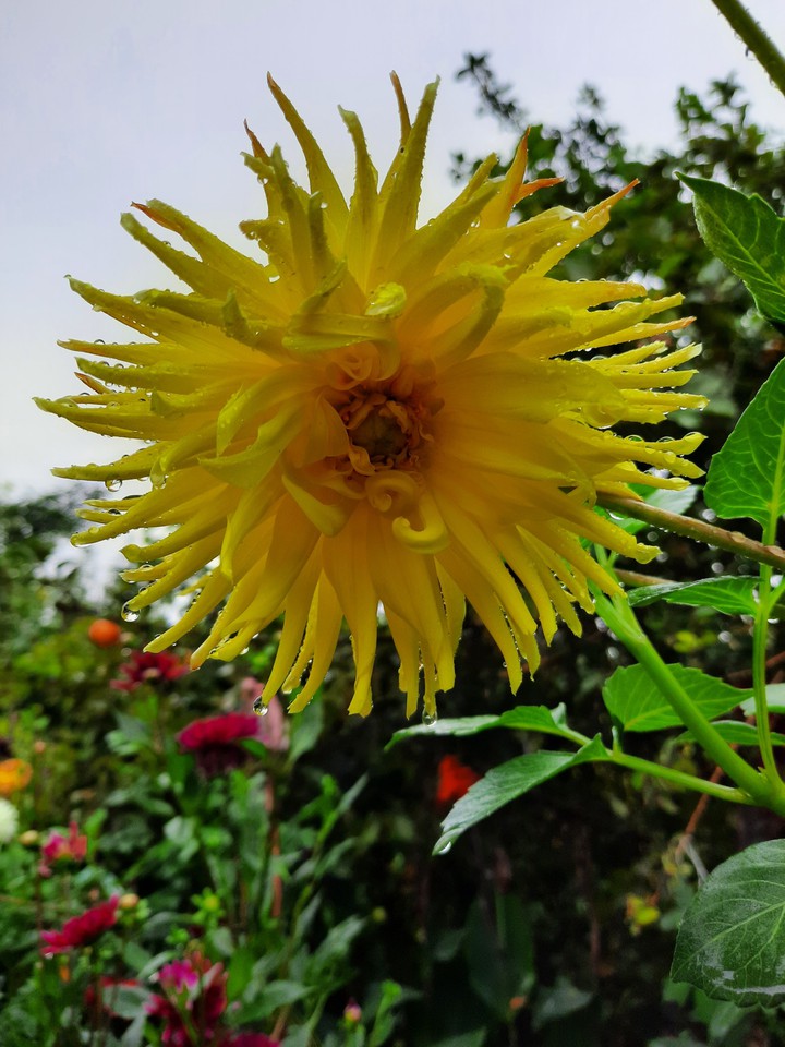 dahlias