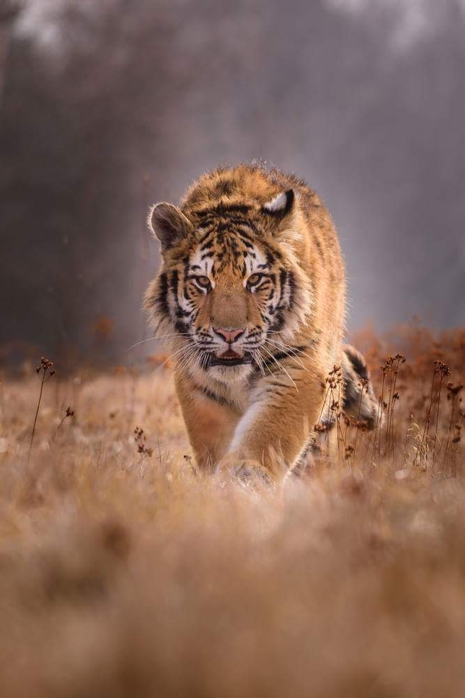 Amazing animal