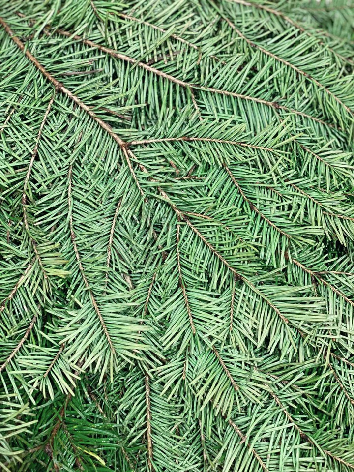 spruce