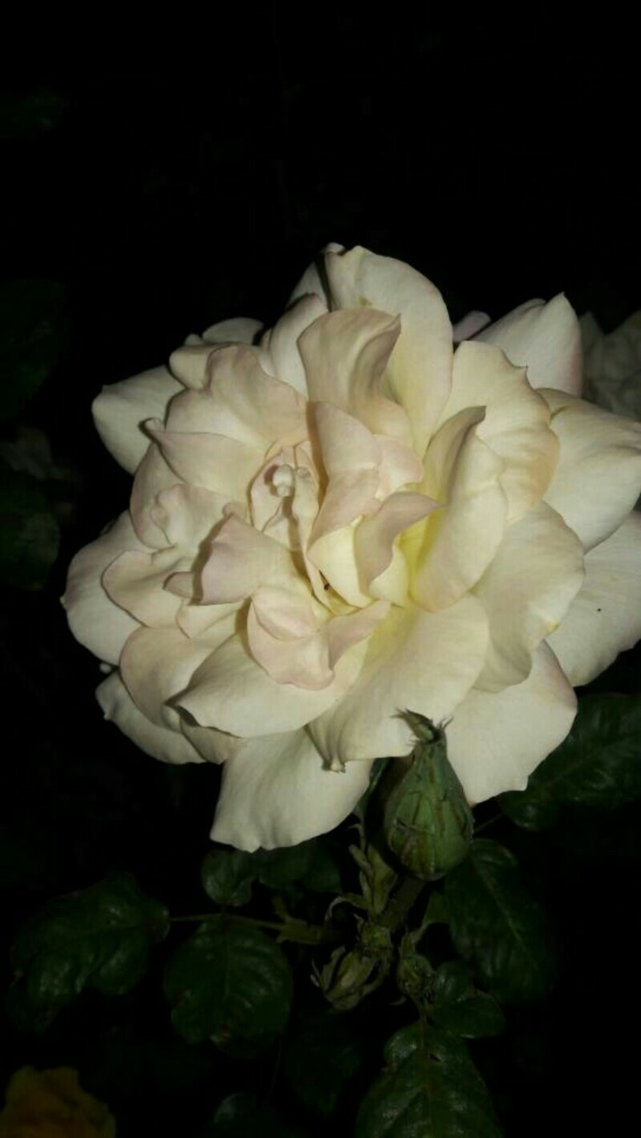 white rose in black night