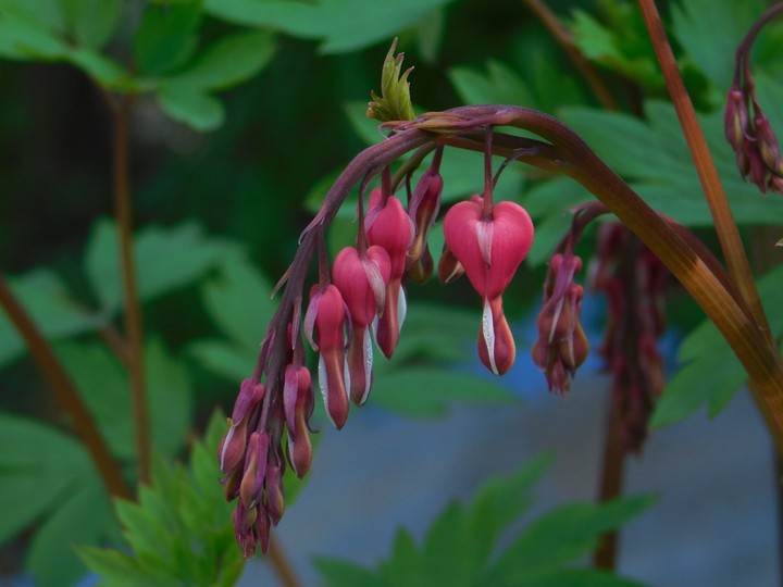 Crying heart