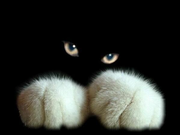 Cutie in the dark