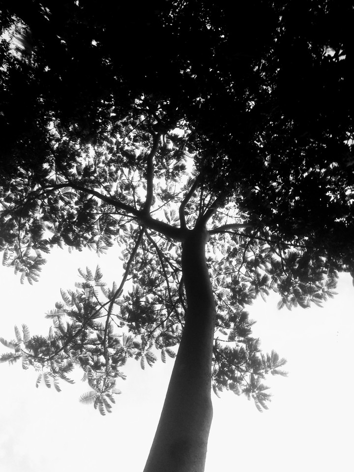 tree