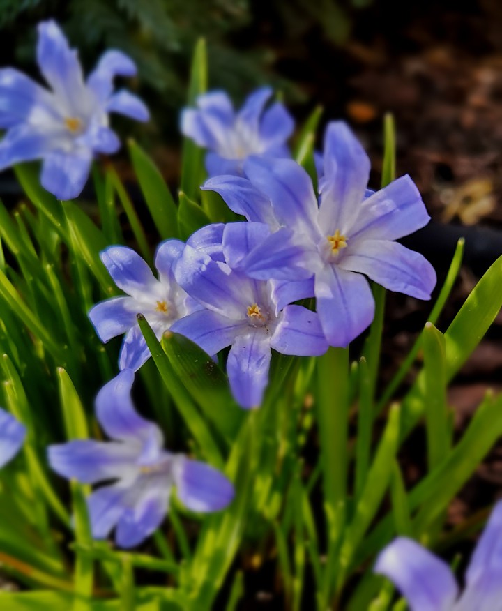 Sternhyazinthe Chionodoxa