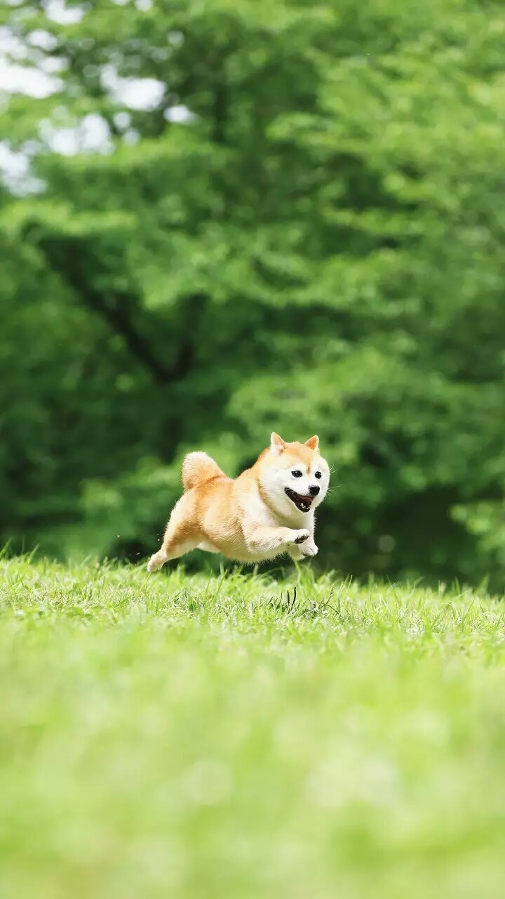 Cute Pets