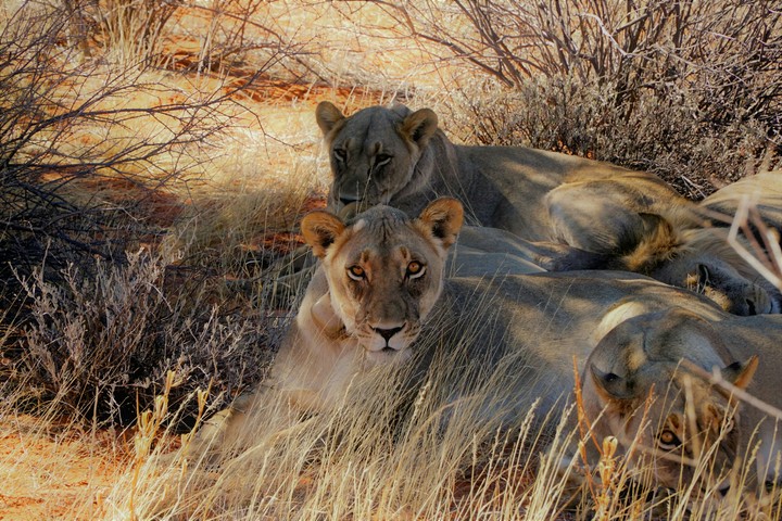 Lions under a tree