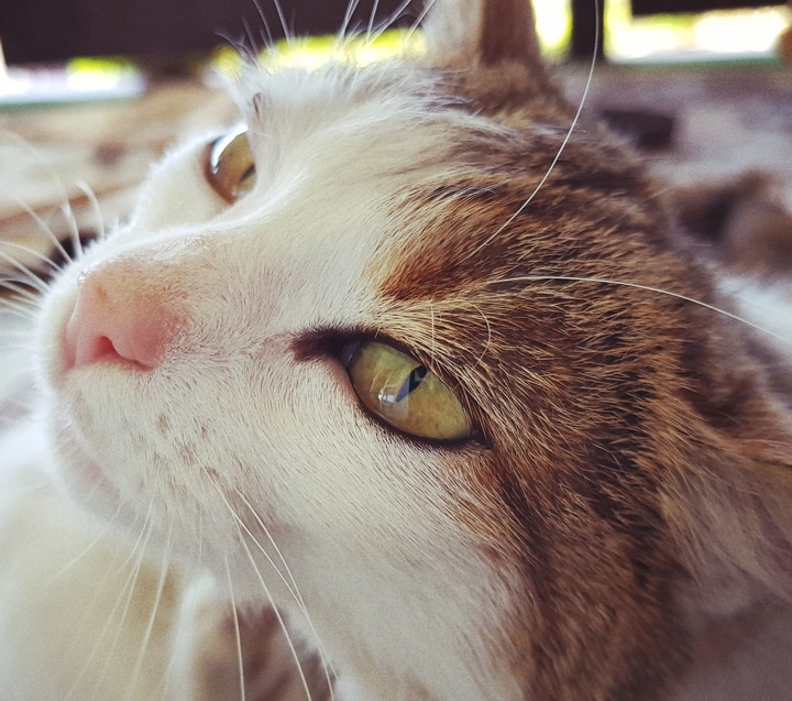 kittystory
