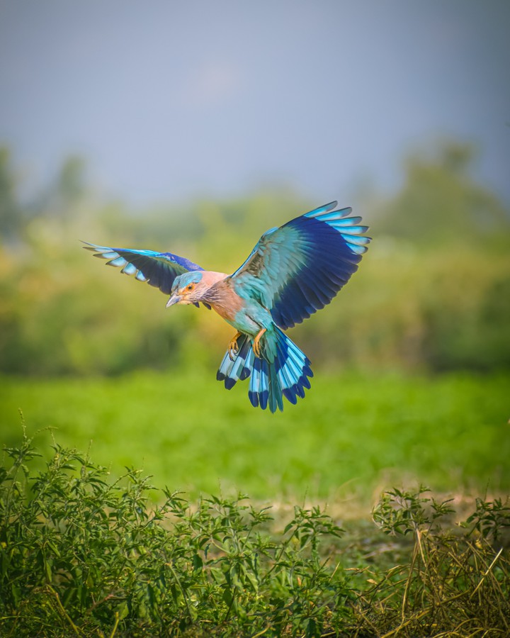 birds