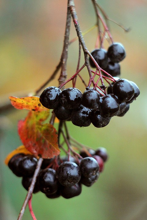 chokeberry