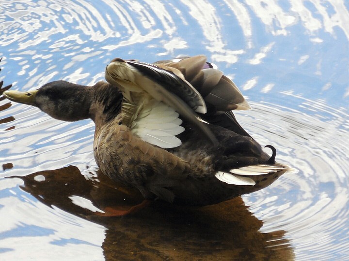 duck