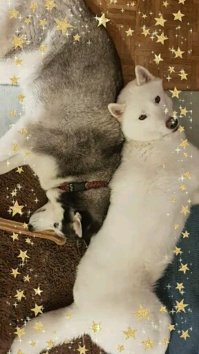 dogs