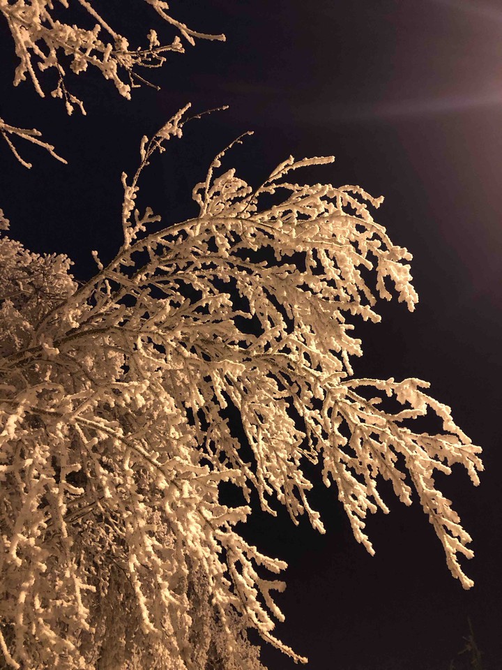 Frozen tree
