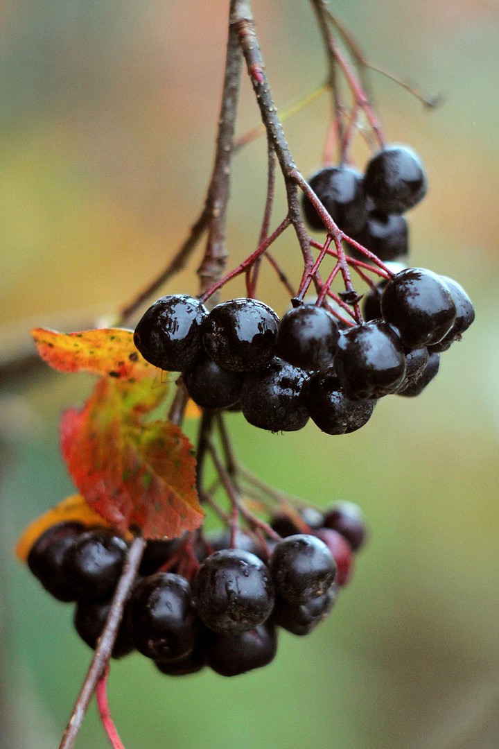 chokeberry