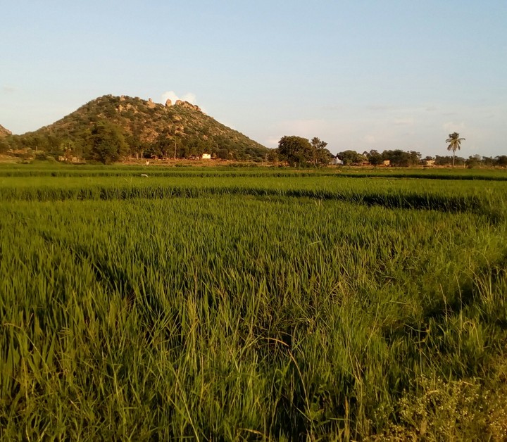 a view to the crop field