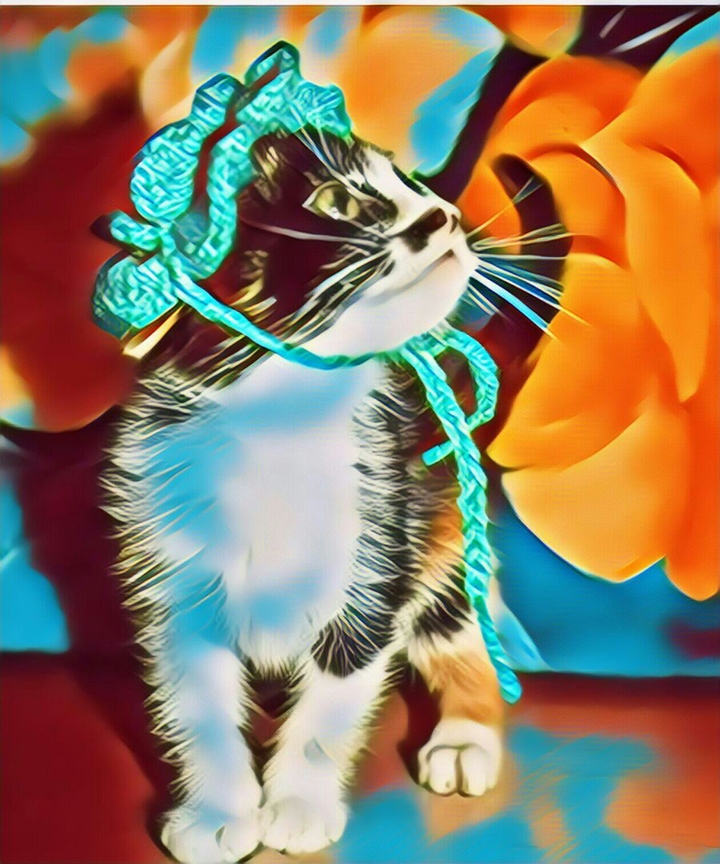 Cat Model