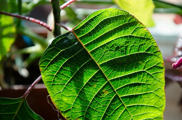 leafs