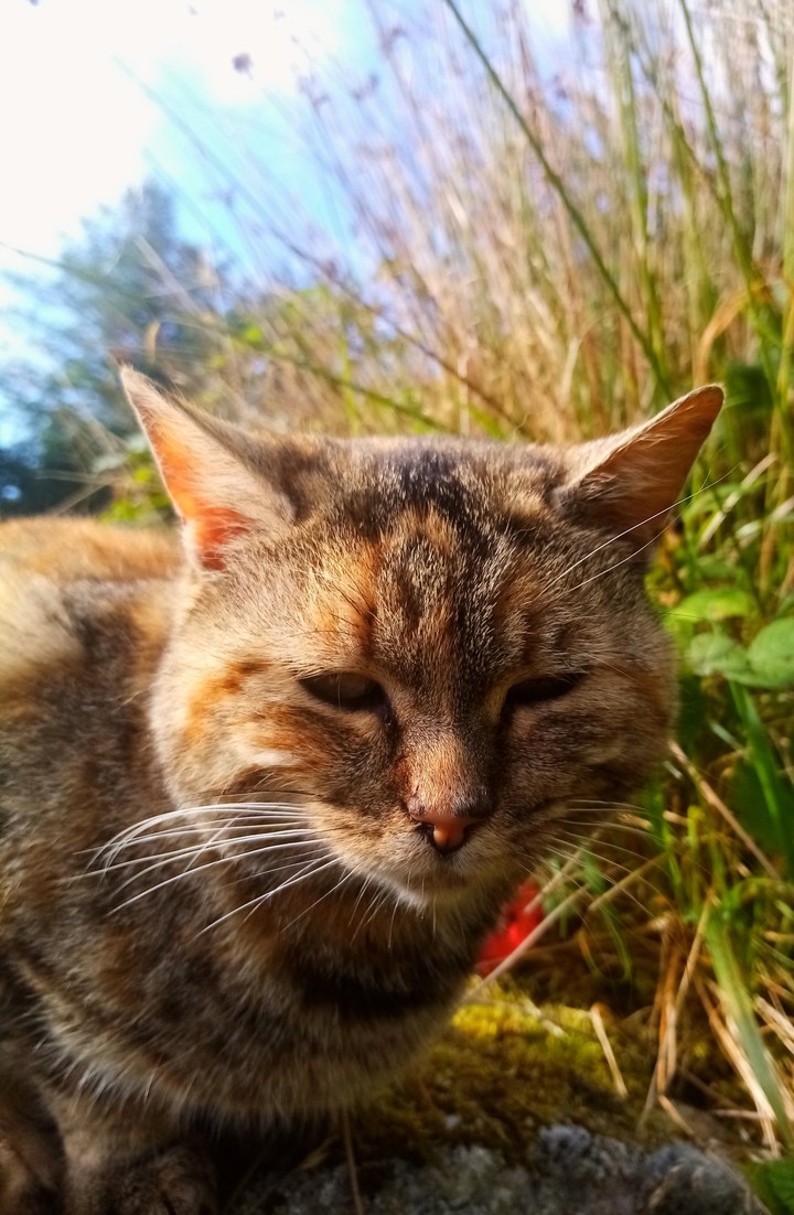 cat